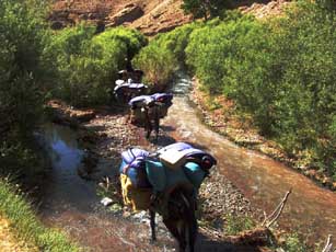 donkeys drinking from a stream